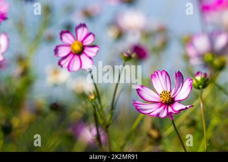 Cosmos Flower (Cosmos Bipinnatus) Stockfoto