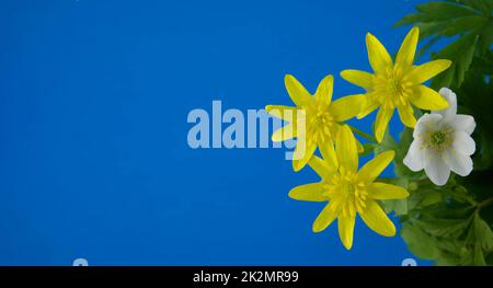 Frühlingshintergrund mit blühenden gelben Blumen