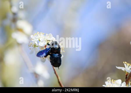 Ein Porträt einer blau-schwarzen Holzbiene (Xylocopa violacea), einer sogenannten echten Biene. Stockfoto