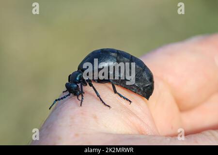 Porträt eines schwarz-blauen Ölkäfers. Diese Käfer sind giftig und geben eine giftige gelbe Substanz ab. Stockfoto