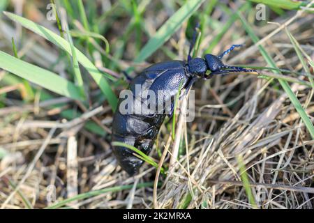 Porträt eines schwarz-blauen Ölkäfers. Diese Käfer sind giftig und geben eine giftige gelbe Substanz ab. Stockfoto