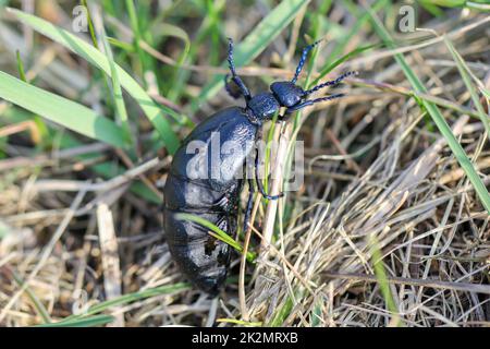 Porträt eines schwarz-blauen Ölkäfers. Diese Käfer sind giftig und geben eine giftige gelbe Substanz ab. Stockfoto