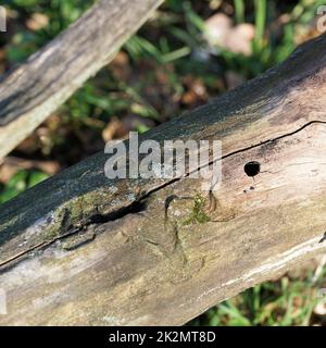 Befall durch den asiatischen Langhornkäfer Anoplophora glabripennis auf einem toten Stamm eines Ahornbaums in Magdeburg, Deutschland Stockfoto