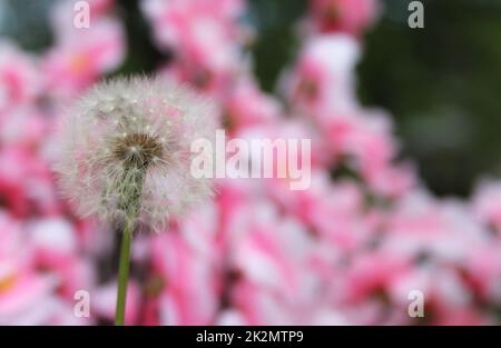 Samenkopf Mit Löwenzahn Und Rosafarbenem Hintergrund Stockfoto