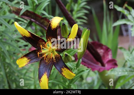 Schwarz-Gelbe Lilie mit blühendem Drachenarum im Hintergrund Stockfoto