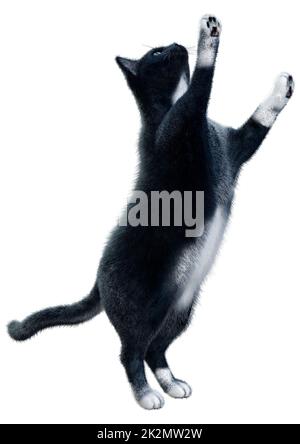 3D Rendering Black Cat on White Stockfoto