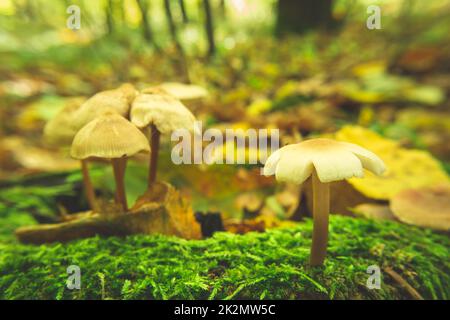 Wilde Pilze im Wald, die auf grünem Moos wachsen Stockfoto