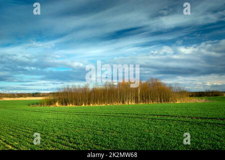 Bäume, die inmitten eines Ackerlandes wachsen Stockfoto