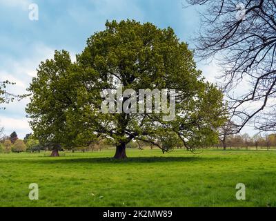 Eiche in einem Park mit frischen Frühlingsblättern Stockfoto