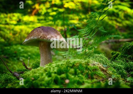 CEP oder Boletus-Pilz, der in einem Wald wächst Stockfoto