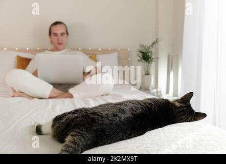 Katze schläft im Bett Stockfoto