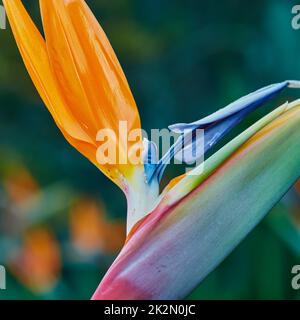 Bird of Paradise. Foto des schönen Paradiesvogels. Stockfoto