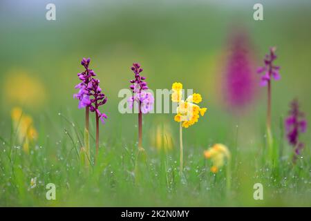 Blaue Metzgerorchidee Stockfoto