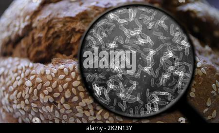 Auf Der Suche Nach Bakterien Im Brot Stockfoto