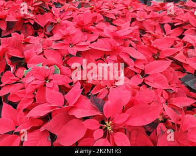 Draufsicht auf ein Gartenbett, das mit roten Weihnachtssterne (Eforbia pulcherrima) ausgekleidet ist. Stockfoto