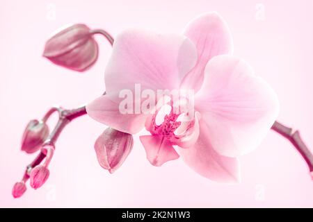 Violette Orchideenblüten auf einem hellrosa Hintergrund Stockfoto