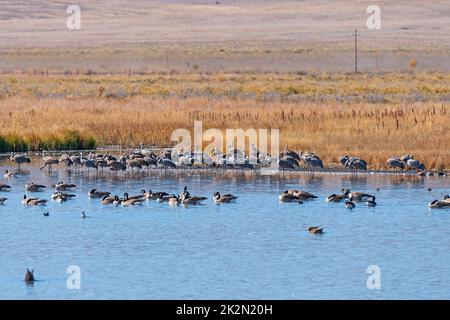 Sandhill Cranes in einem Sumpfteich Stockfoto