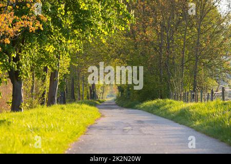 Weg durch die Gasse, Bäume im Sonnenlicht, Fußweg durch die Natur, Frühjahr- und Sommersaison, idyllische Gasse Stockfoto