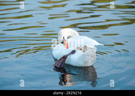 Weißer Schwan, der die Flügel flatternd, Mosel in Deutschland, Wasservögel, Tierwelt Stockfoto