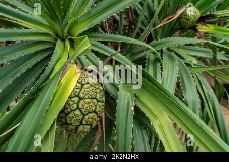 Pandanus tectorius-Baum und grüne Blätter mit rohen hala-Früchten. Tahitianischer Schraubenzweig und grüne Früchte am Strand. Saubere Strandumgebung. Pflanzliche Anwendung als Diuretikum und zur Fieberlinderung. Stockfoto