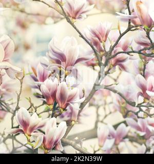 Magnolie Stockfoto