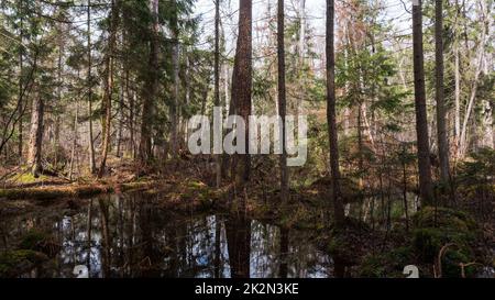 Swapy-Wald-Stand mit zerbrochenen Bäumen Stockfoto