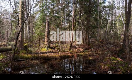 Swapy-Wald-Stand mit zerbrochenen Bäumen Stockfoto