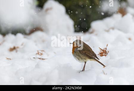 Europäisches Robin (Erithacus rubecula) im Schnee Stockfoto