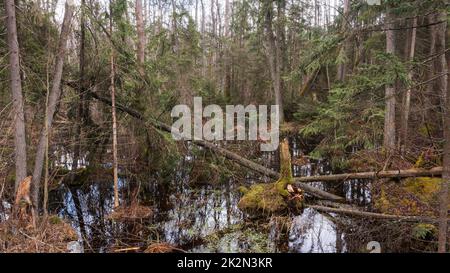 Swapy-Wald-Stand mit zerbrochenen Bäumen Stockfoto