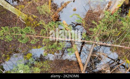 Swapy Forest Stand, Draufsicht Stockfoto