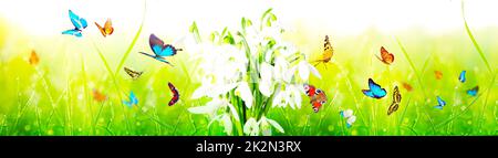 Viele Schneeglöckchen in den ersten Frühlingstagen mit Schmetterling Stockfoto