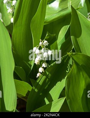 Die Lilie der Talblume (Lat. Convallaria) ist weiß Stockfoto