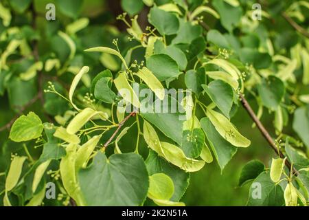 Kleine leaved Lime (Tilia cordata) Blätter und Früchte wachsen auf Ästen Stockfoto