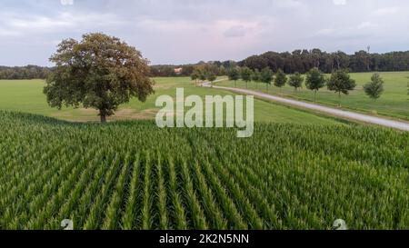 Panorama-Luftaufnahme, aufgenommen von einer Drohne eines grünen Maisfeldes in einem frühen Stadium, Panorama, das die Linien junger Maistriebe auf einem großen Feld zeigt. Hochwertige Fotos Stockfoto