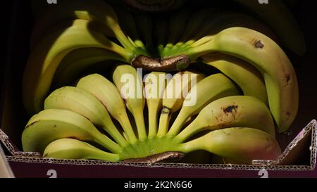 Haufen Bananen auf einem Markt. Frische Bio-Bananen Stockfoto