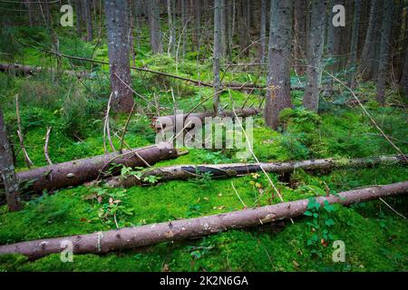 Alte tote Bäume auf grünem Moos im wilden Wald. Nehmen Sie es in der Ukraine Stockfoto