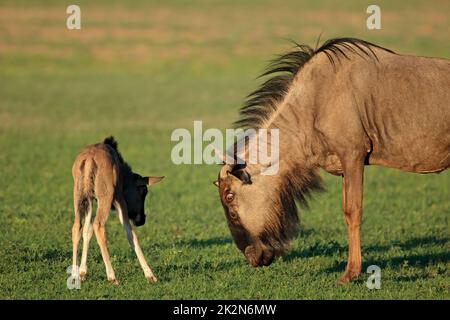 Blauer Gnus mit Jungkalb Stockfoto