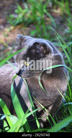 Eine Katze der Chartreuse-Rasse oder eine kartesische Katze Stockfoto