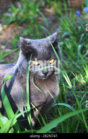 Eine Katze der Chartreuse-Rasse oder eine kartesische Katze Stockfoto