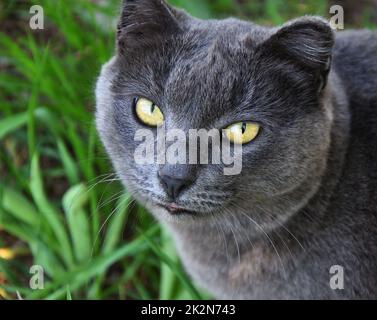 Eine Katze der Chartreuse-Rasse oder eine kartesische Katze Stockfoto