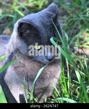 Eine Katze der Chartreuse-Rasse oder eine kartesische Katze Stockfoto