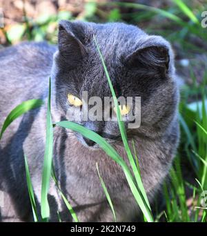 Eine Katze der Chartreuse-Rasse oder eine kartesische Katze Stockfoto