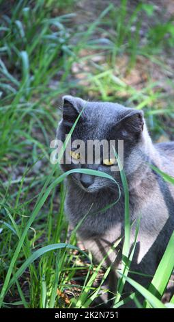 Eine Katze der Chartreuse-Rasse oder eine kartesische Katze Stockfoto