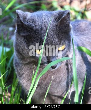 Eine Katze der Chartreuse-Rasse oder eine kartesische Katze Stockfoto