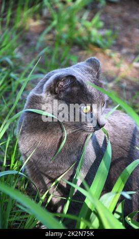 Eine Katze der Chartreuse-Rasse oder eine kartesische Katze Stockfoto