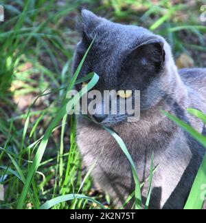 Eine Katze der Chartreuse-Rasse oder eine kartesische Katze Stockfoto