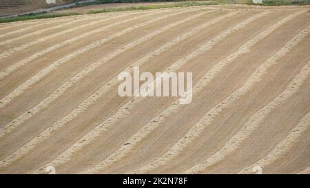 Landwirtschaftliche Feld von geerntetem Roggen mit Reihen von Stroh. Nord-Israel Stockfoto