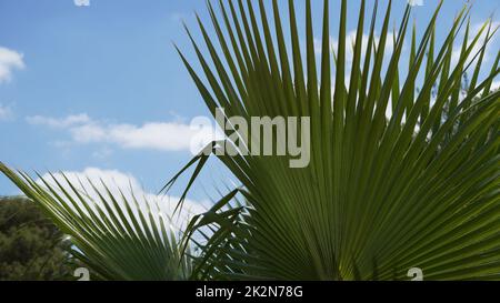 Windmühle Palme palmate mit blauem Himmel hinter Stockfoto