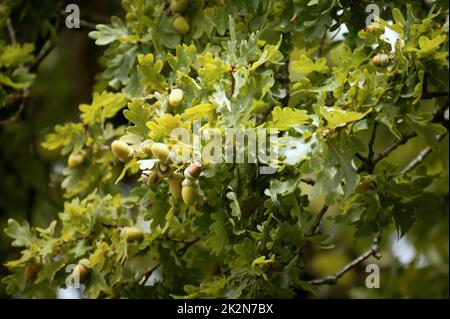 Bild des englischen oder Common Oak Tree Stockfoto