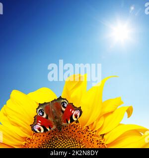 Leuchtend gelbe Sonnenblume mit Schmetterling an einem sonnigen Sommermorgen. Stockfoto